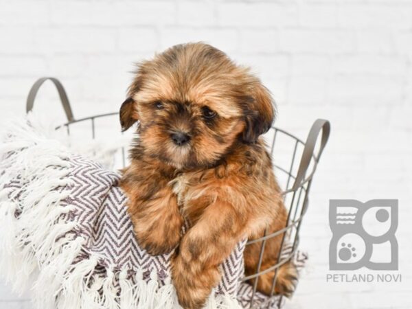 Lhasa Apso DOG Male Brown & White 33338 Petland Novi, Michigan