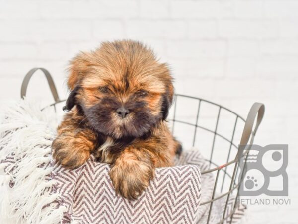 Lhasa Apso DOG Male Brown & White 33339 Petland Novi, Michigan