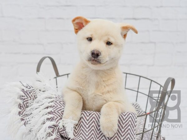 Shiba Inu DOG Male Cream 33340 Petland Novi, Michigan