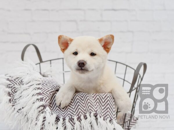 Shiba Inu DOG Female Cream 33341 Petland Novi, Michigan