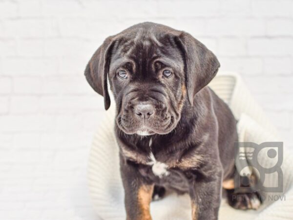 Cane Corso DOG Female Blk & Tan 33342 Petland Novi, Michigan