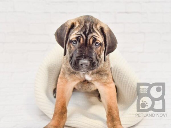 Cane Corso DOG Female Brindle 33343 Petland Novi, Michigan