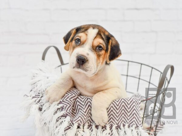 Mini Walrus-DOG-Male-White / Black-33344-Petland Novi, Michigan