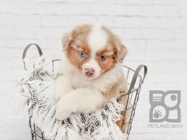 Miniature Australian Shepherd-DOG-Male-RED MERLE-33345-Petland Novi, Michigan