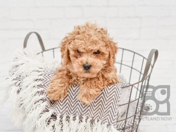 Bichon Poo DOG Male LIGHT RED 33346 Petland Novi, Michigan