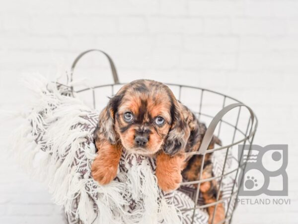 Cavapoo-DOG-Female-MERLE-33347-Petland Novi, Michigan