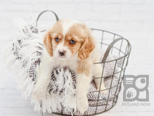 Cavapoo DOG Male BROWN WHITE 33348 Petland Novi, Michigan