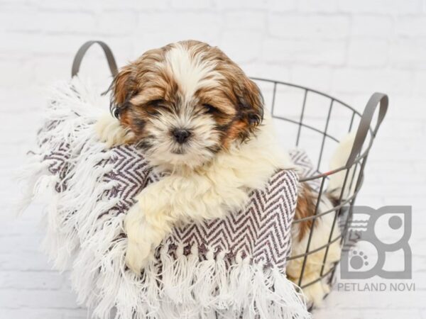 Shih Tzu-DOG-Male-BRN WH-33349-Petland Novi, Michigan