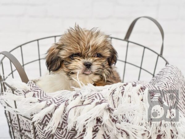Shih Tzu-DOG-Female-BRN WH-33350-Petland Novi, Michigan