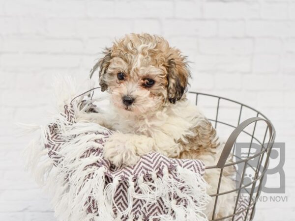 Bichon Poo DOG Male BROWN WHITE 33351 Petland Novi, Michigan