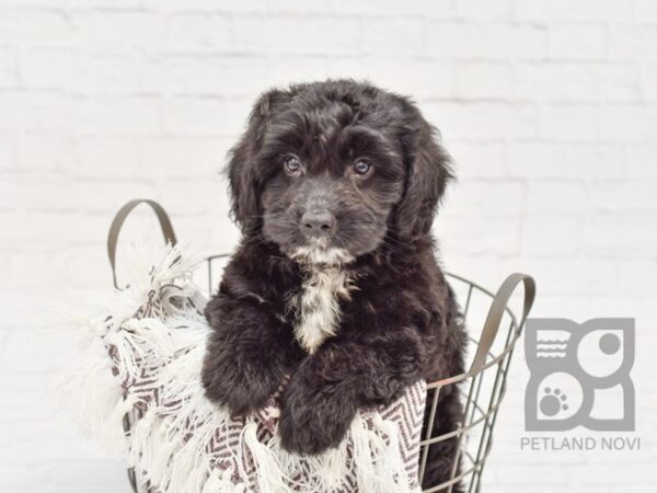 Goldendoodle DOG Male Black 33352 Petland Novi, Michigan