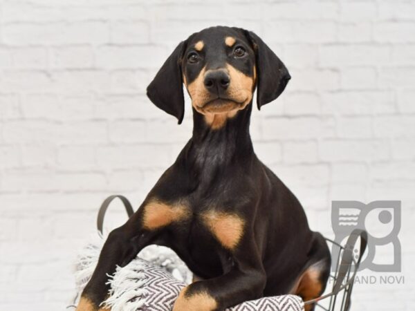 Doberman Pinscher DOG Female Blk & Tan 33353 Petland Novi, Michigan