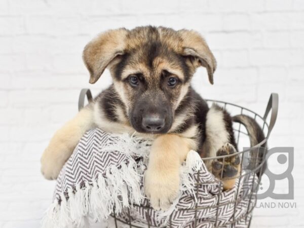 German Shepherd DOG Male Black & Tan 33355 Petland Novi, Michigan