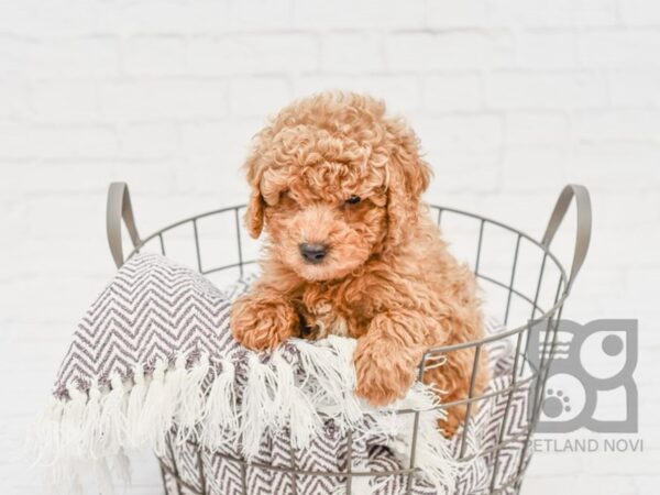 Miniature Poodle DOG Male Apricot 33356 Petland Novi, Michigan