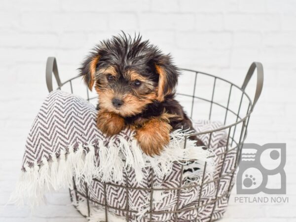 Yorkshire Terrier DOG Male Black & Tan 33357 Petland Novi, Michigan