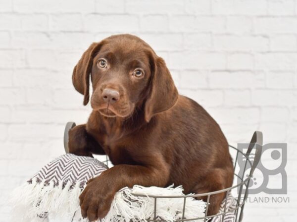 Labrador Retriever-DOG-Female-Chocolate-33358-Petland Novi, Michigan