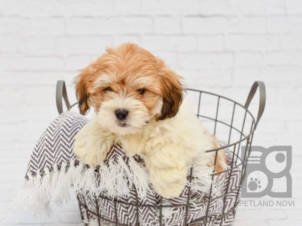 Lhasapoo DOG Male Gold & White 33359 Petland Novi, Michigan