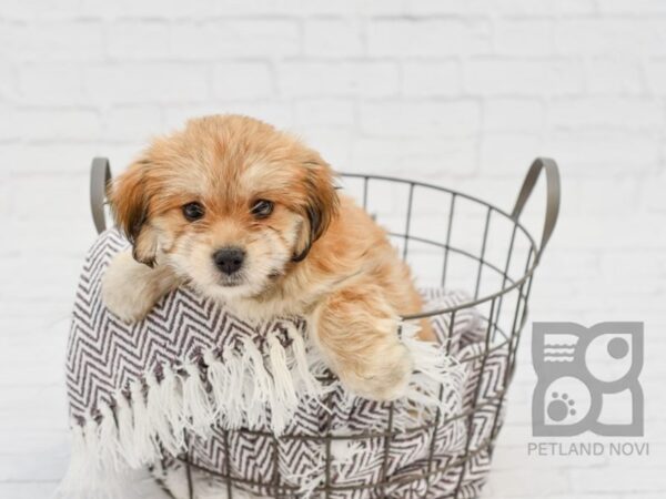 Lhasapoo DOG Female Gold & White 33360 Petland Novi, Michigan