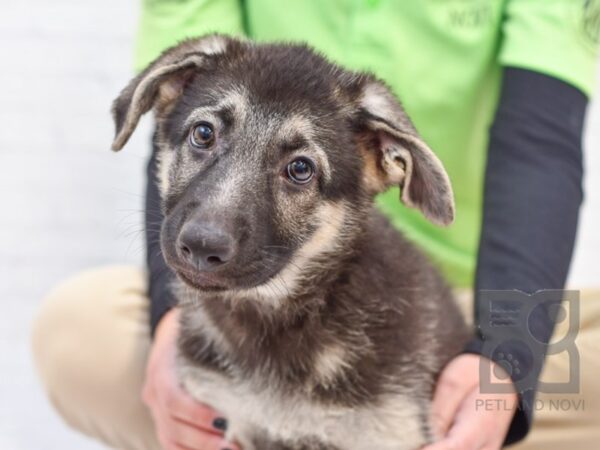 German Shepherd DOG Female Black & Tan 33361 Petland Novi, Michigan