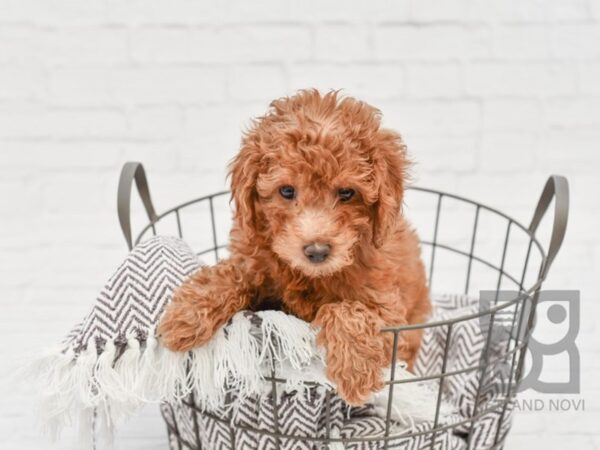 F2 MINI GOLDENDOODLE DOG Female Red 33362 Petland Novi, Michigan