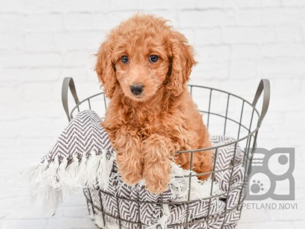 F2 MINI GOLDENDOODLE DOG Female Red 33363 Petland Novi, Michigan