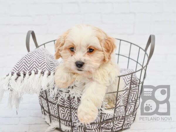 Cavachon DOG Male BLENHEIM 33364 Petland Novi, Michigan