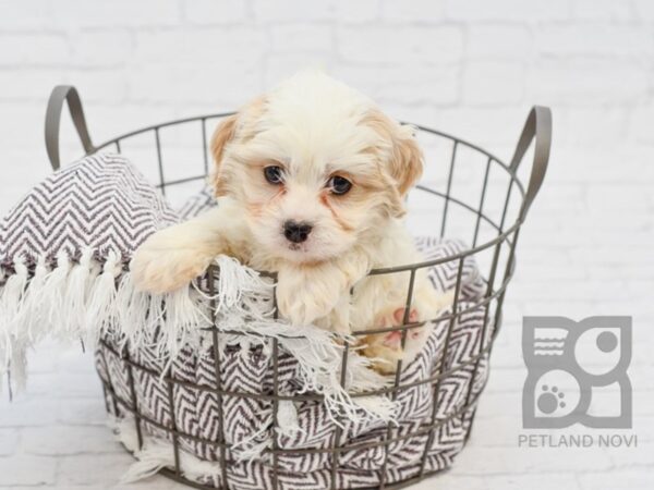 Cavachon DOG Female BLENHEIM 33365 Petland Novi, Michigan