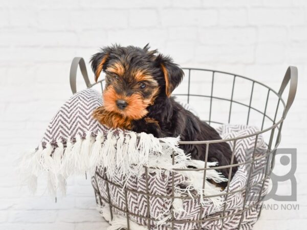 Yorkshire Terrier DOG Male BLK TAN 33366 Petland Novi, Michigan