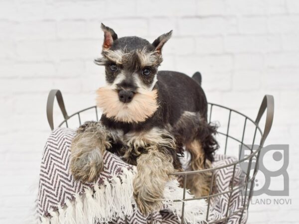 Miniature Schnauzer-DOG-Male-BLK SILVER-33367-Petland Novi, Michigan