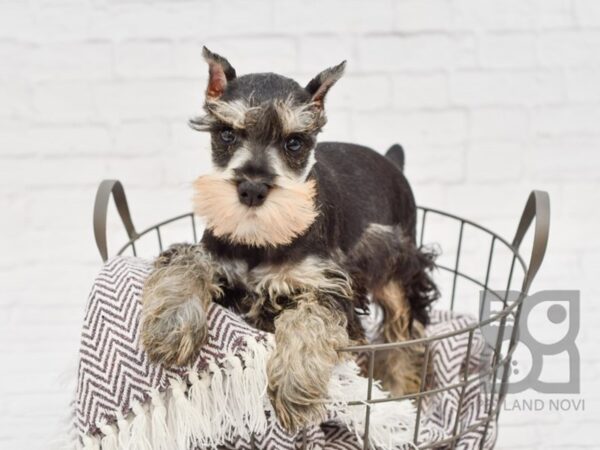 Miniature Schnauzer-DOG-Male-BLK SILVER-33367-Petland Novi, Michigan