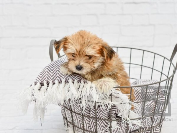 Morkie-DOG-Male-BEIGE-33368-Petland Novi, Michigan