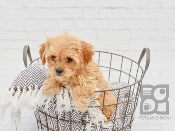 Cavachon DOG Female RUBY 33369 Petland Novi, Michigan