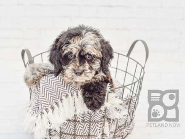 Bichon Poo DOG Male BLUE MERLE 33370 Petland Novi, Michigan