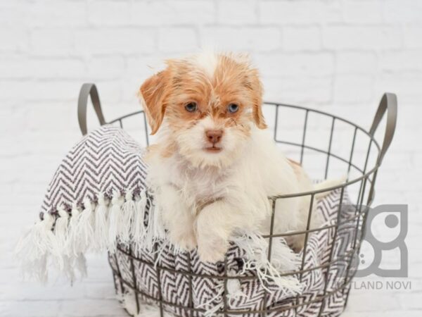 Schnauzer Tzu-DOG-Female-BROWN WHITE-33371-Petland Novi, Michigan