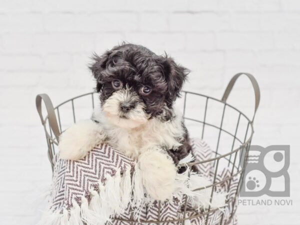 Shih Poo DOG Female BLK WHITE 33372 Petland Novi, Michigan