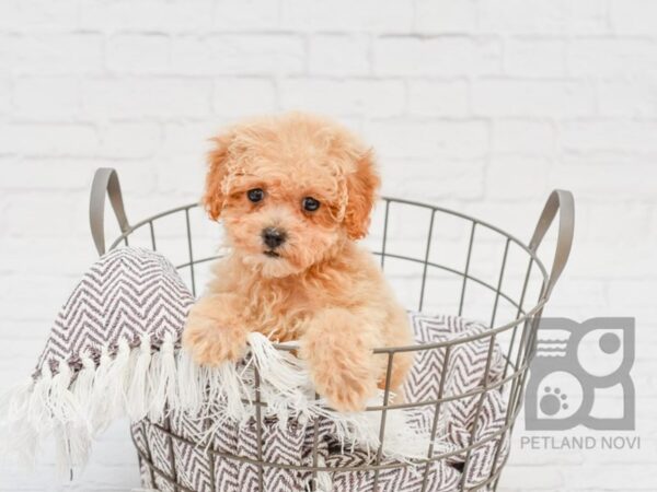 Miniature Poodle DOG Male LIGHT RED 33373 Petland Novi, Michigan