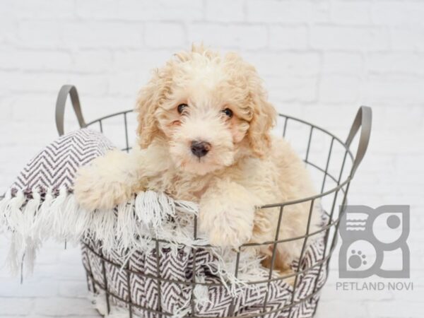 Poodle DOG Male RED WHITE 33374 Petland Novi, Michigan