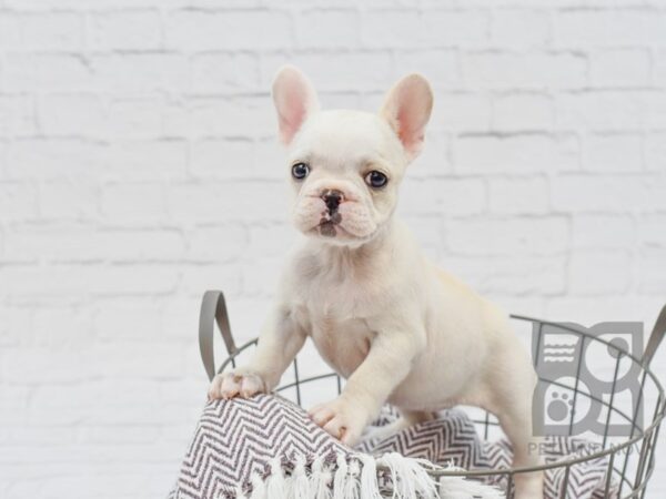 French Bulldog DOG Female Cream 33376 Petland Novi, Michigan