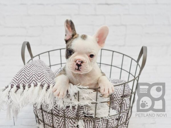 French Bulldog DOG Female Sable & White 33377 Petland Novi, Michigan