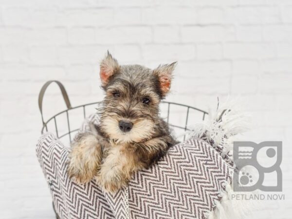 Miniature Schnauzer DOG Male Salt / Pepper 33378 Petland Novi, Michigan