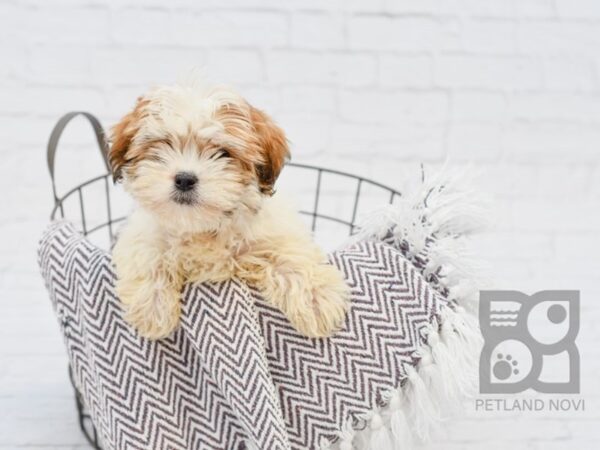 Lhasapoo DOG Female Gold & White 33379 Petland Novi, Michigan