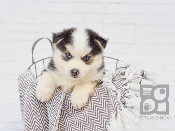 Pomsky DOG Male BLK WHITE 33380 Petland Novi, Michigan