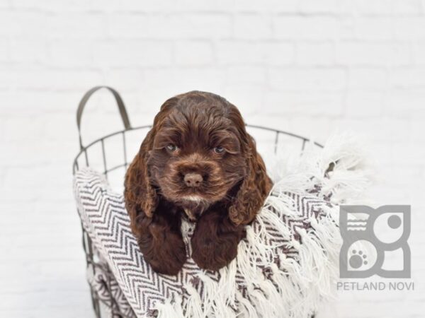 Cocker Spaniel DOG Female CHOC 33381 Petland Novi, Michigan