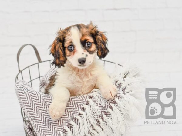 Cavapoo DOG Male Tri 33383 Petland Novi, Michigan