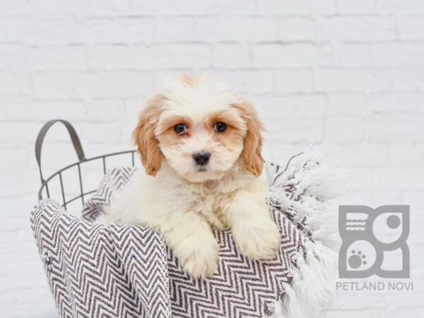 Cavachon DOG Male BLENHEIM 33384 Petland Novi, Michigan