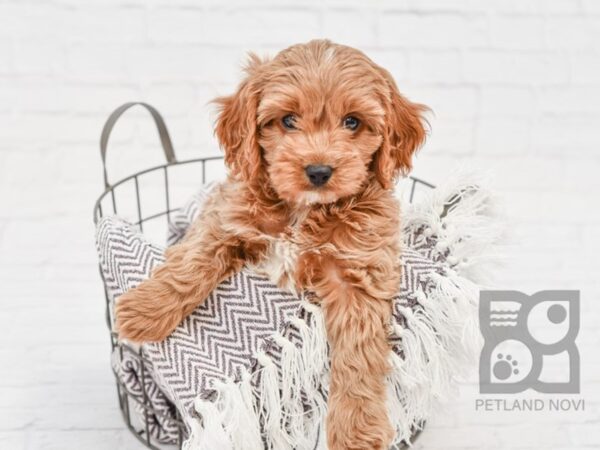 Cavapoo DOG Male RED 33385 Petland Novi, Michigan