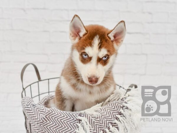 Siberian Husky DOG Male Red & White 33386 Petland Novi, Michigan