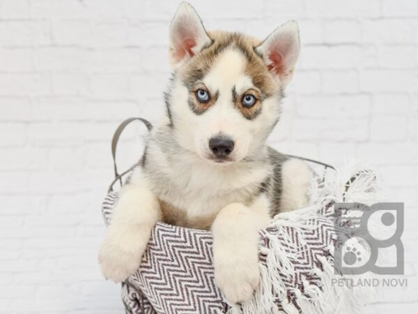 Siberian Husky-DOG-Male-Agouti-33387-Petland Novi, Michigan