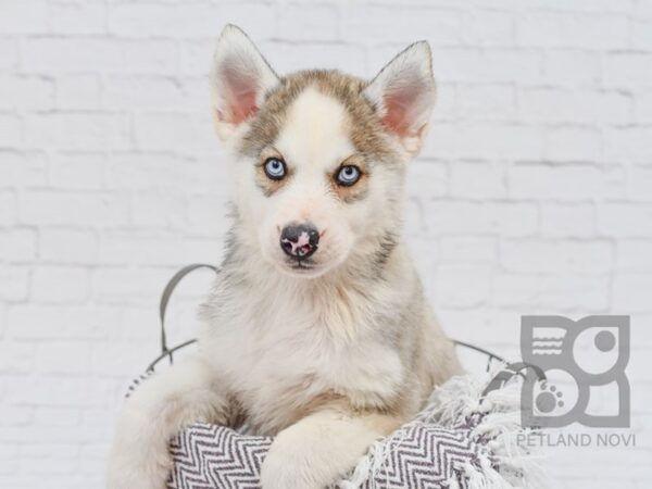 Siberian Husky DOG Male Agouti 33388 Petland Novi, Michigan