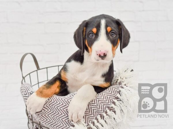 Greater Swiss MT Dog DOG Male Tri 33389 Petland Novi, Michigan